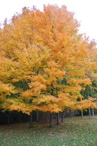 Pipe Creek Farm Maple Trees